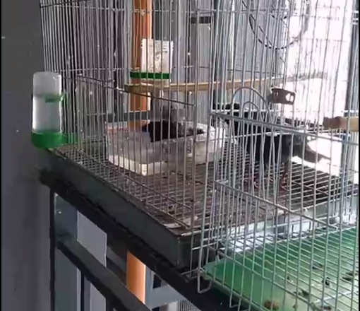 一个月大小八哥鸟图片.png