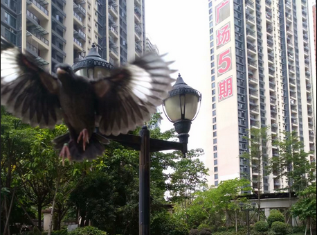一个月大小八哥鸟图片