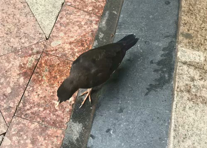三个月大的八哥鸟.png