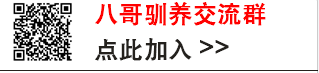 求帮忙辨别虎皮鹦鹉的性别？