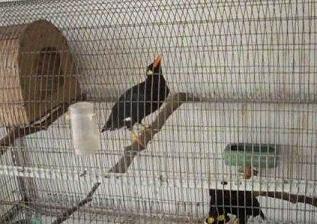 八哥鹩哥鹦鹉鸟类除了吃饲料外还需要喂水果蔬菜，有什么不能吃的忌口不能吃的？