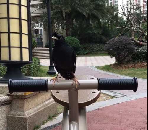 白天怎么抓野生八哥