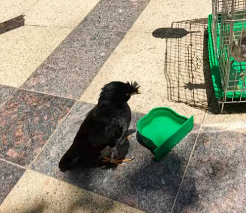 八哥和鹩哥那个容易训练?