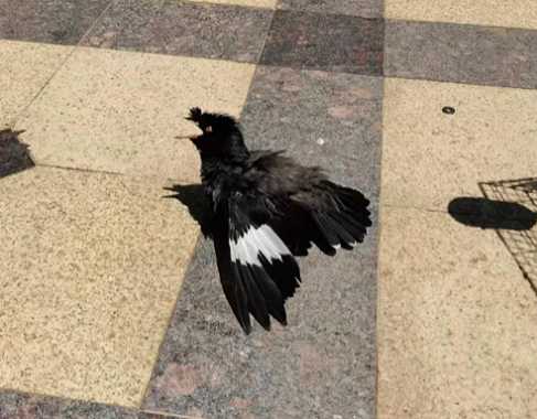 请教：八哥怎么养才好