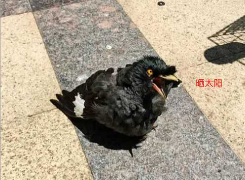 八哥怕人怎么办