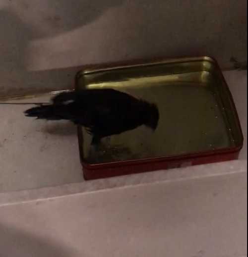 八哥鸟的窝是一次性的吗