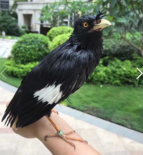 八哥和鹩哥那个容易训练?
