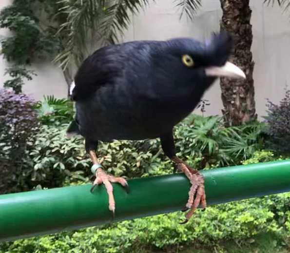 八哥怕人怎么办