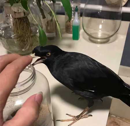 如何养八哥鸟才会说话的