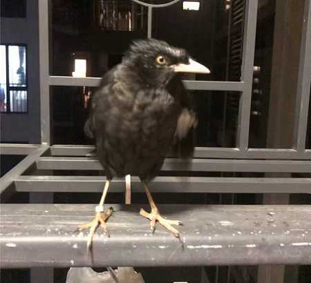 今年林八哥鸟多少钱
