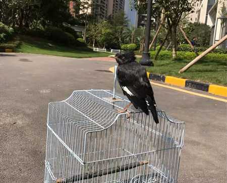 八哥怎么分公母图片