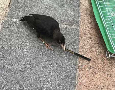 会讲话的八哥鸟有人要吗？…