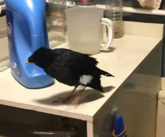 怎么训练八哥上手