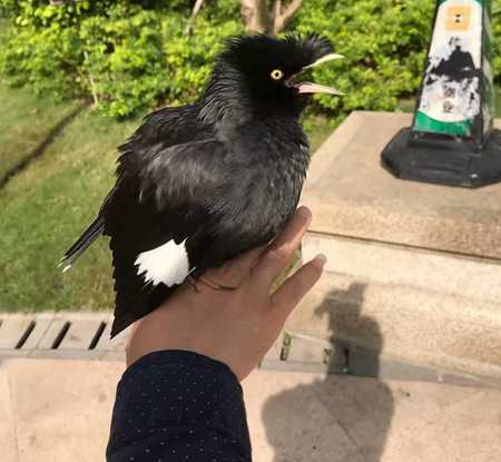 怎么养八哥
