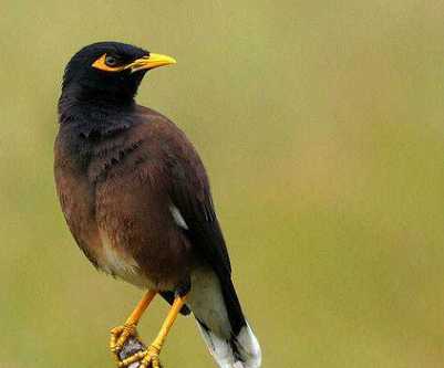 海南八哥好还是本地八哥好?