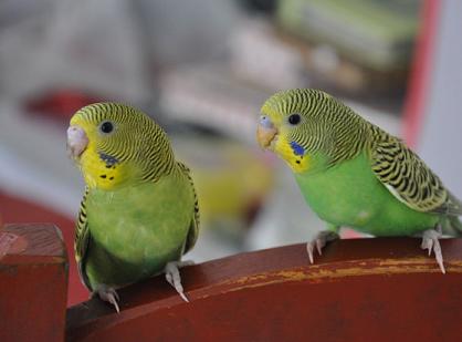 金彩皮皮需要哪几种颜色鹦鹉繁殖出来？
