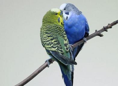虎皮鹦鹉公鸟的鼻子是蓝色的为什么颜色越来越淡？