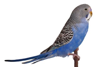 虎皮鹦鹉公鸟的鼻子是蓝色的为什么颜色越来越淡？