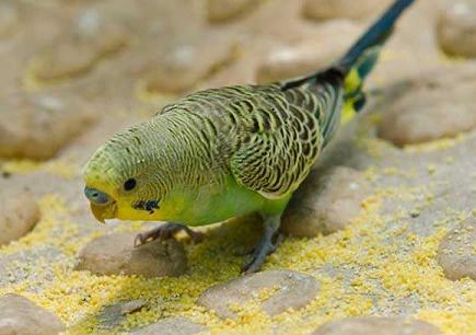 虎皮鹦鹉的繁殖虎皮鹦鹉公绿母白会生出黄色和蓝色的小鸟吗?