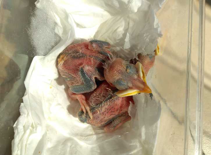 海南八哥雏鸟怎么养？