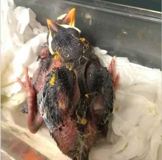 海南八哥雏鸟怎么养？