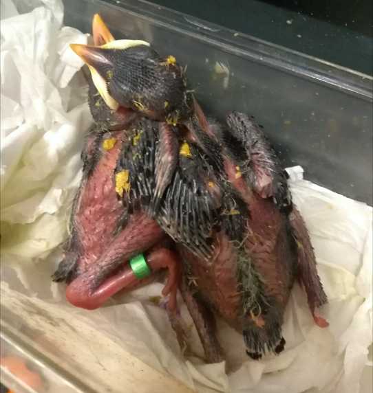 海八哥幼鸟怎么养