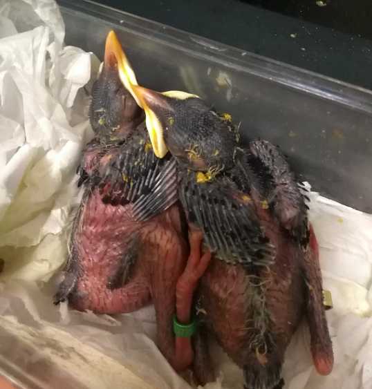 海南八哥和八哥谁大