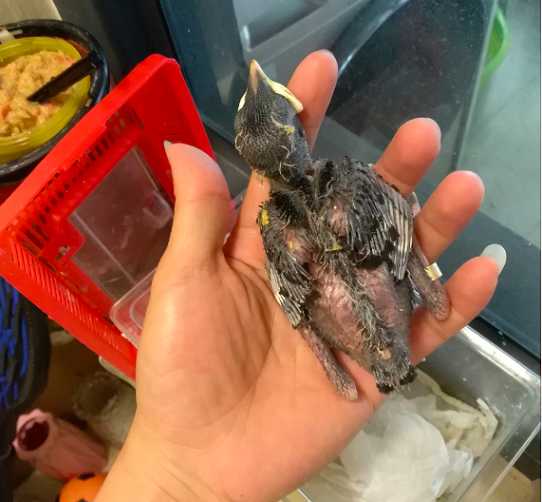 如果八哥飞走了,还会自己回来吗,怎么训练认家?
