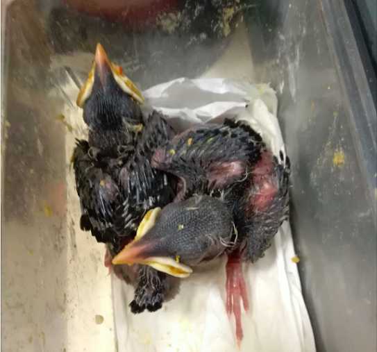 海南八哥雏鸟怎么养？