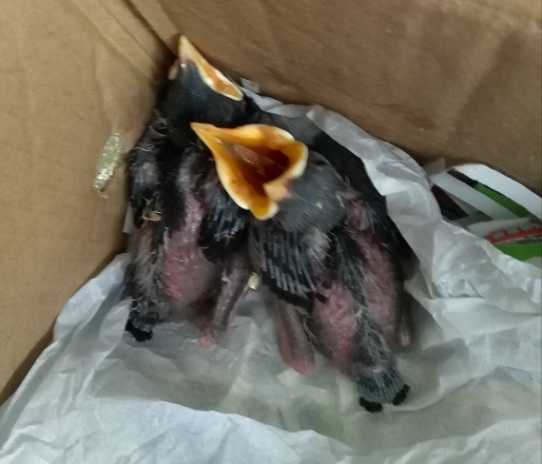 海南八哥雏鸟怎么养？