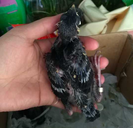 海南八哥雏鸟怎么养?