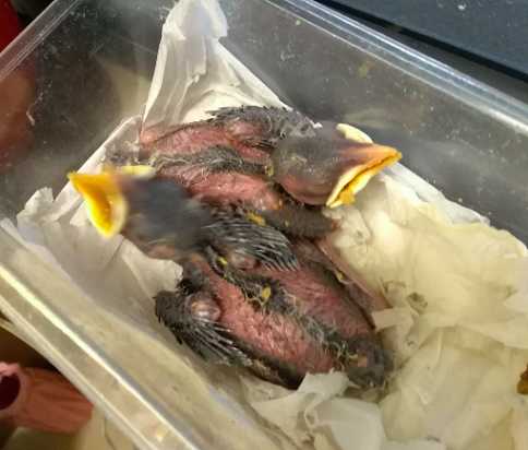 海南八哥和八哥谁大