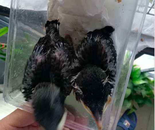 为什么幼八哥鸟吃了要吐出来呢
