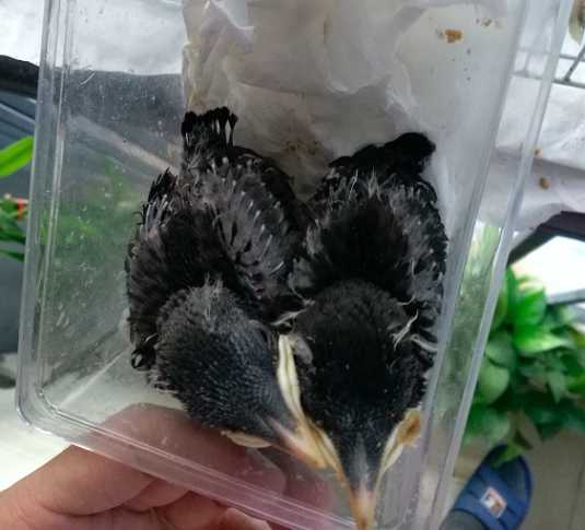 想请教一下前天买了一只海南八哥这个季节是头窝的幼鸟吗?不太粘人，海八哥有羽冠吗?
