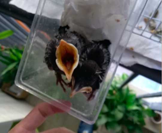 八哥多大会自己吃食啊？