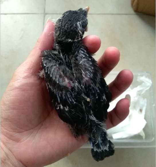 刚刚抓的黑八哥幼鸟不吃食连嘴巴都不张怎么办