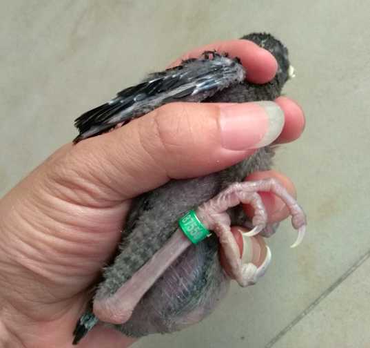 海南八哥雏鸟怎么养？