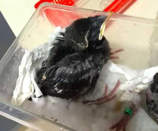 如何喂养八哥雏鸟？