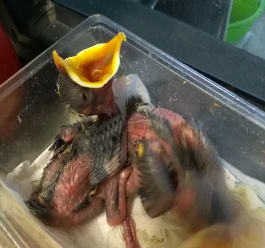 想请教一下前天买了一只海南八哥这个季节是头窝的幼鸟吗?不太粘人，海八哥有羽冠吗?