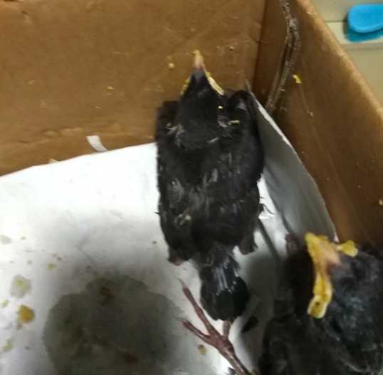 如何喂养八哥雏鸟？