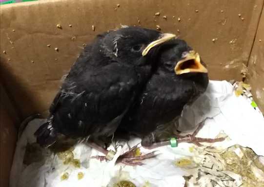 小八哥的饲养方法