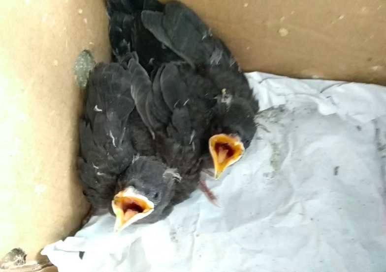 八哥捻舌头后为何不吃食