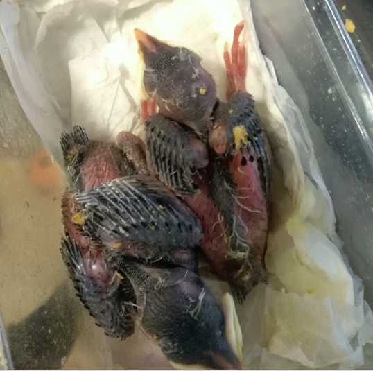 如何喂养八哥雏鸟?
