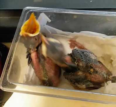 广州的八哥幼鸟，要多少钱一只？