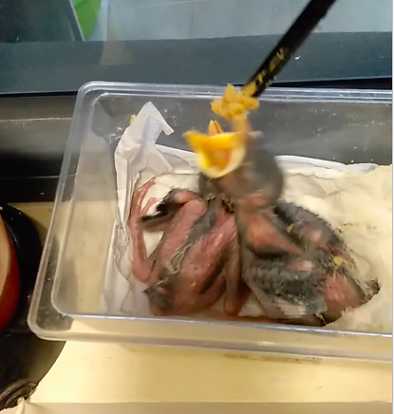 海八哥幼鸟怎么养