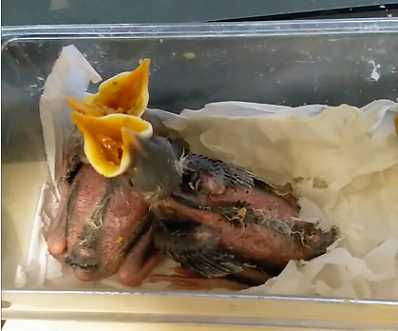 黑八哥幼鸟怎么喂养