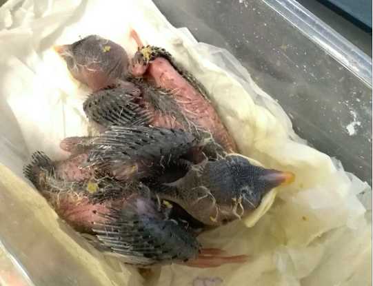 海八哥幼鸟怎么养