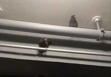 小八哥雏鸟要怎么喂水和喂食，每天要喂几次水和食？