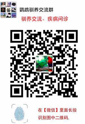 虎皮鹦鹉怎样分公母?